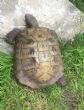 Hermanns : Male aprox 40+ years old (Topsy)